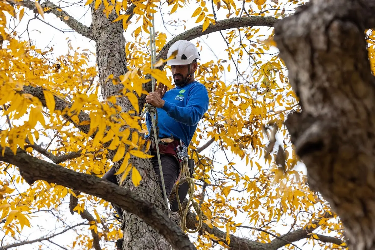 Skilled Tree Planing crew working in Millport