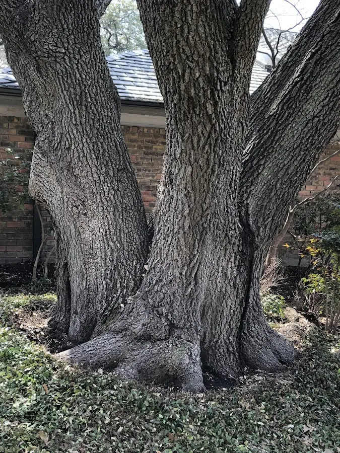 Mature heritage tree close to a Millport property cared for by certified arborists