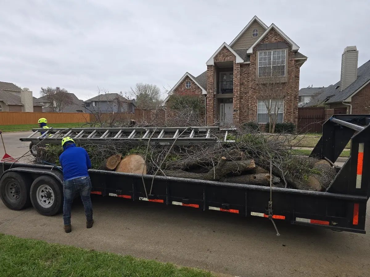Expert Tree Removal with proper safety equipment in Millport